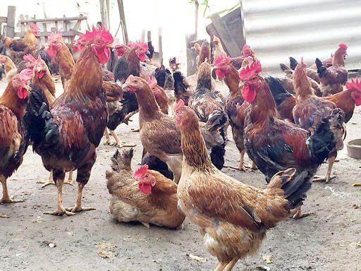 Gà Mía đem lại giá trị kinh tế cao.