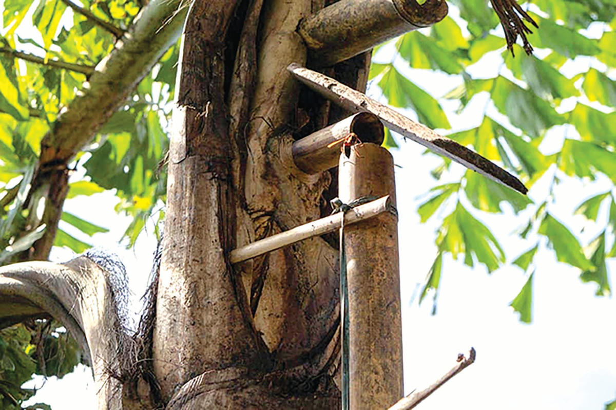 Người Cơ Tu dùng ống tre hứng “rượu trời”.