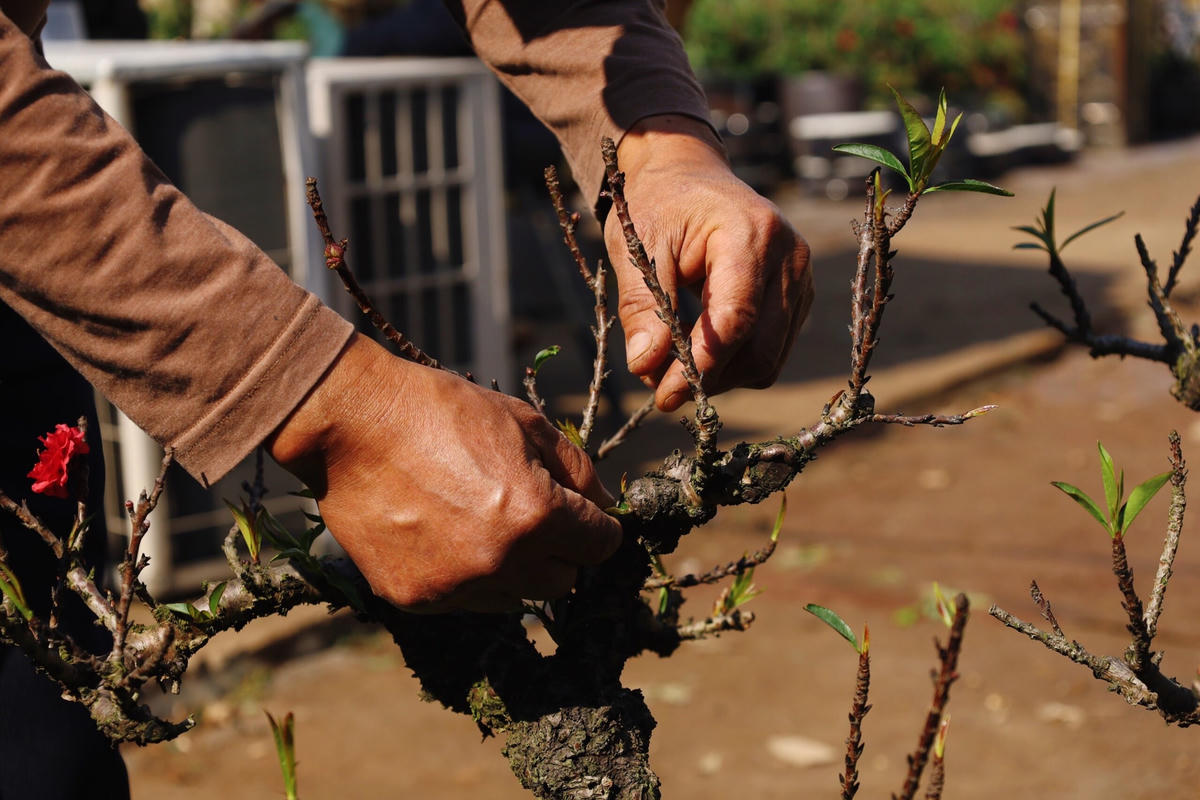 Công đoạn chăm sóc cẩn thận đến từng chi tiết.