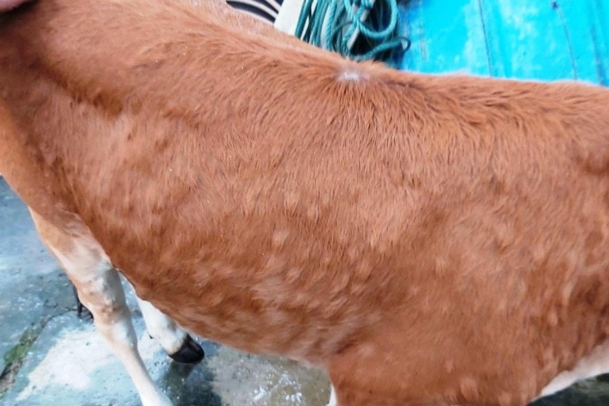 Hiện đã có 558 con trâu, bò ở Ninh Bình mắc bệnh viêm da nổi cục.