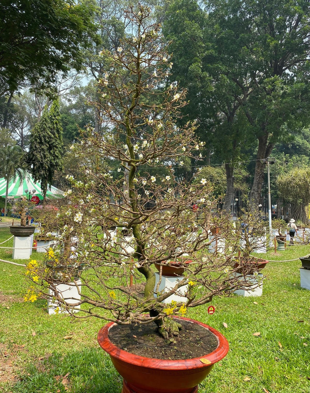 Cây mai hai màu hoa cao khoảng 2,5m. Ảnh: Đại Việt.