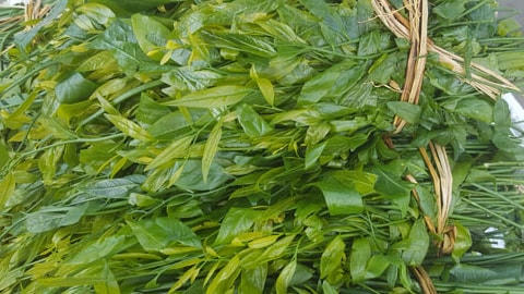 Ngoài là thực phẩm sạch và giàu dinh dưỡng thì rau ngót rừng còn là vị thuốc.