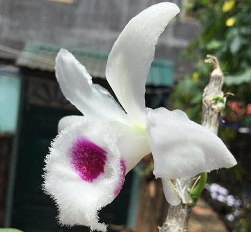 Vỡ mộng lan đột biến