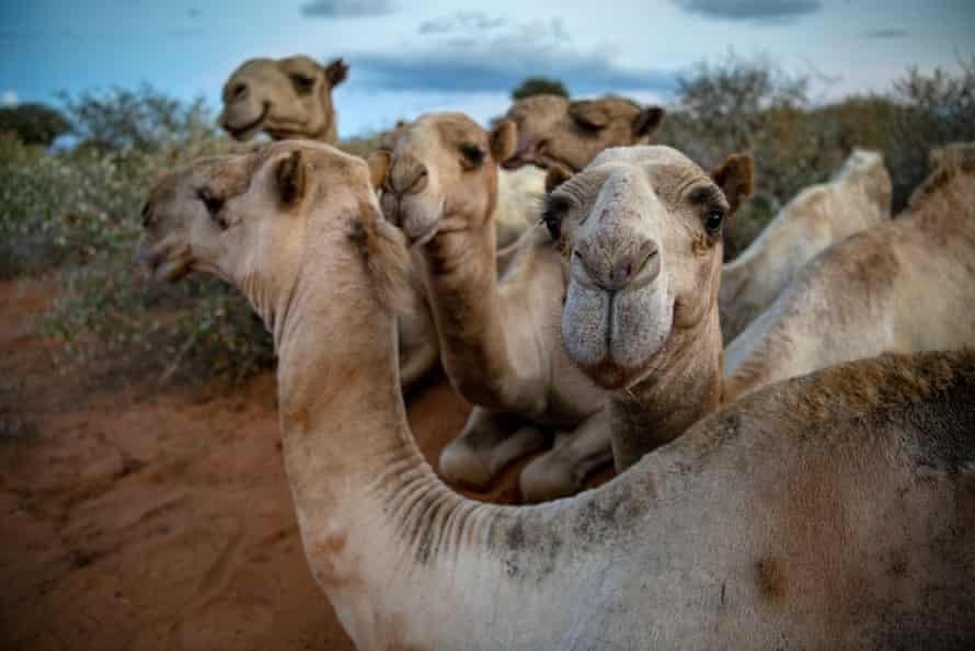 Những phương tiện di chuyển đưa hệ thống y tế đến vùng hẻo lánh tại Kenya. Ảnh: The Guardian.