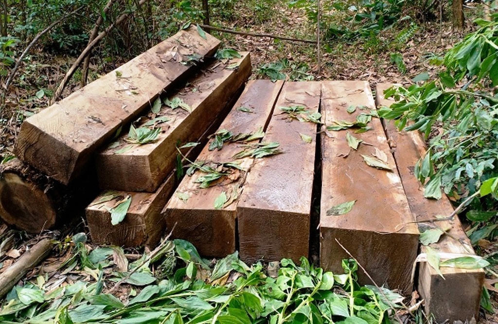 Số gỗ lậu mà đối tượng bỏ lại hiện trường.