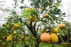 Cây bưởi đào