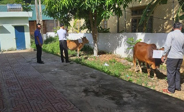 Cơ quan chức năng lấy mẫu giám định ADN con bò đang tranh chấp giữa ông M. và ông P. (ảnh Võ Trọng Thắng). 