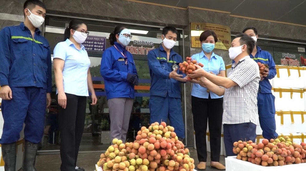 Công ty CP Than Vàng Danh hỗ trợ tiêu thụ vải thiều Bắc Giang.