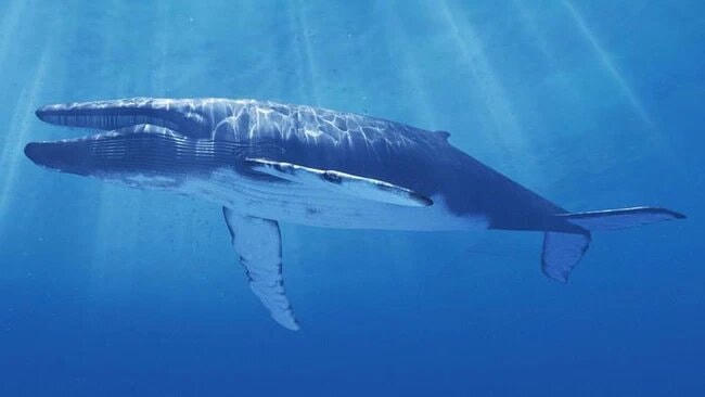 Thông thường, tiếng kêu của cá voi xanh có tần số trong khoảng 15 đến 25 Hz, tương đương với những nốt trầm nhất của đàn piano. Ảnh: The Guardian.