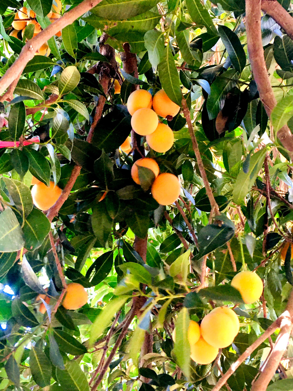 Hiện đang mùa chín rộ trái thanh trà ở miền Tây. 