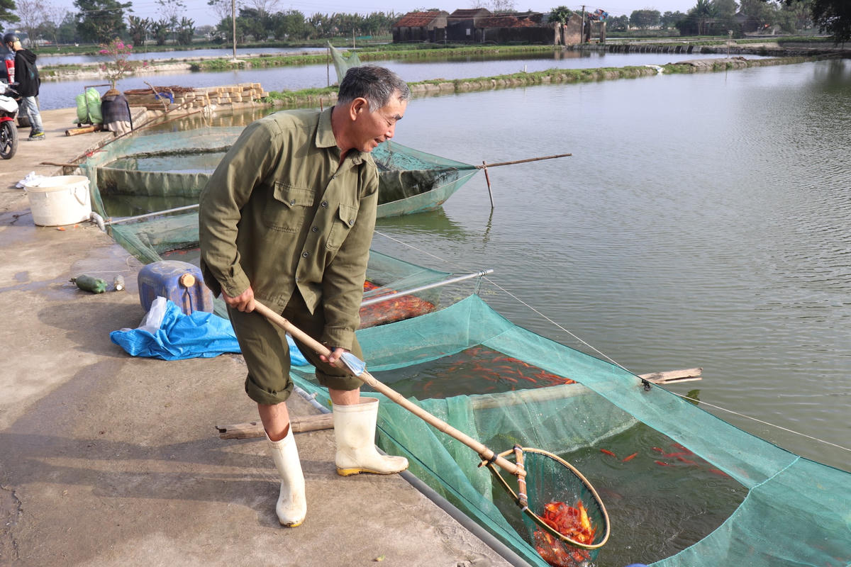 Đầu tháng Chạp, thương lái về đặt hàng, mua cá chép vàng với giá 80.000 đ/kg. Còn đến chiều ngày hôm nay (23/1), giá cá chép vàng đã tăng lên 180.000 đ/kg, tuy tăng gấp 2,2 lần nhưng cũng chẳng còn hàng để bán. "Trừ hết chi phí giống, thức ăn, nhân công, vụ cá này, gia đình tôi lãi khoảng 150 triệu đồng", ông Mến chia sẻ.