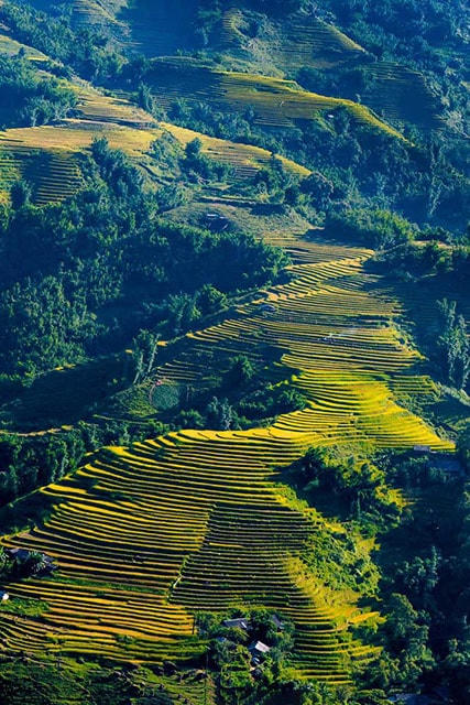 Fansipan mùa lúa chín đẹp ngất ngây