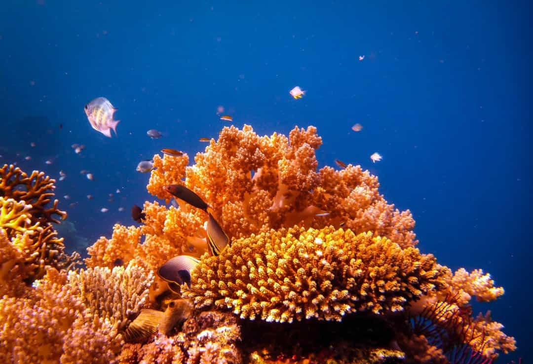 Pulau Menjangan, Indonesia là rạn san hô này hoàn toàn nguyên vẹn, không giống như nhiều rạn san hô khác đã bị xâm hại bởi hoạt động của con người.  