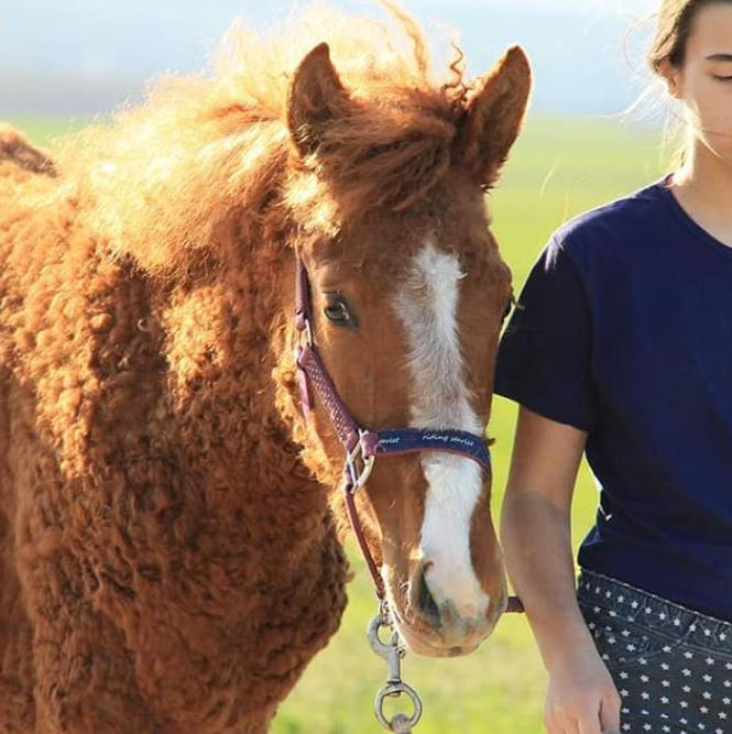 Giống Bashkir Curly có đủ kích cỡ, màu sắc và kiểu cơ thể.