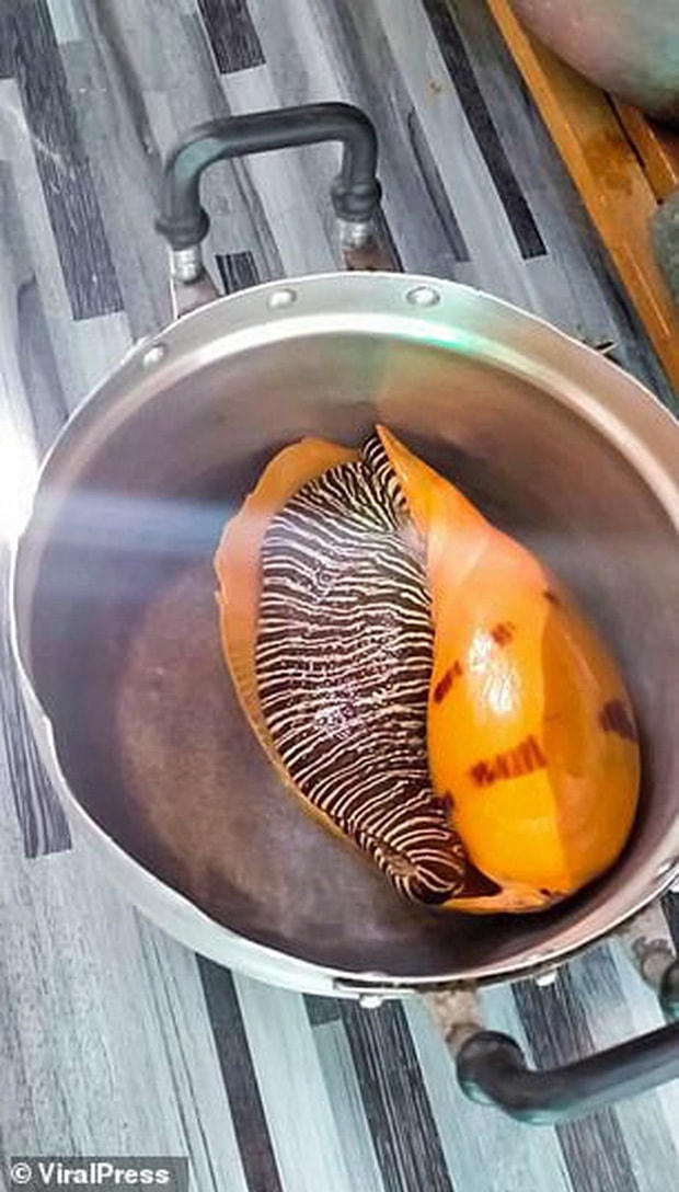 Viên ngọc nằm trong một con ốc cỡ lớn.