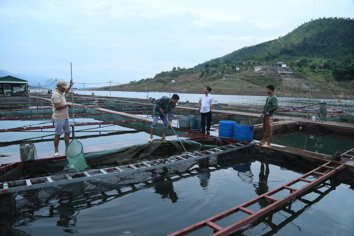Mô hình nuôi cá lồng đã giúp nhiều hộ gia đình tại huyện Yên Bình, Yên Bái vươn lên thoát nghèo.