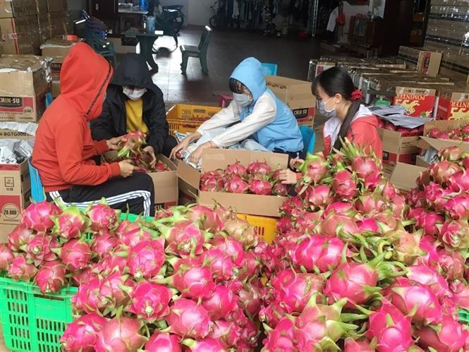 Thanh long là một trong những mặt hàng nông sản xuất khẩu quan trọng.    Ảnh: Hoài Thu