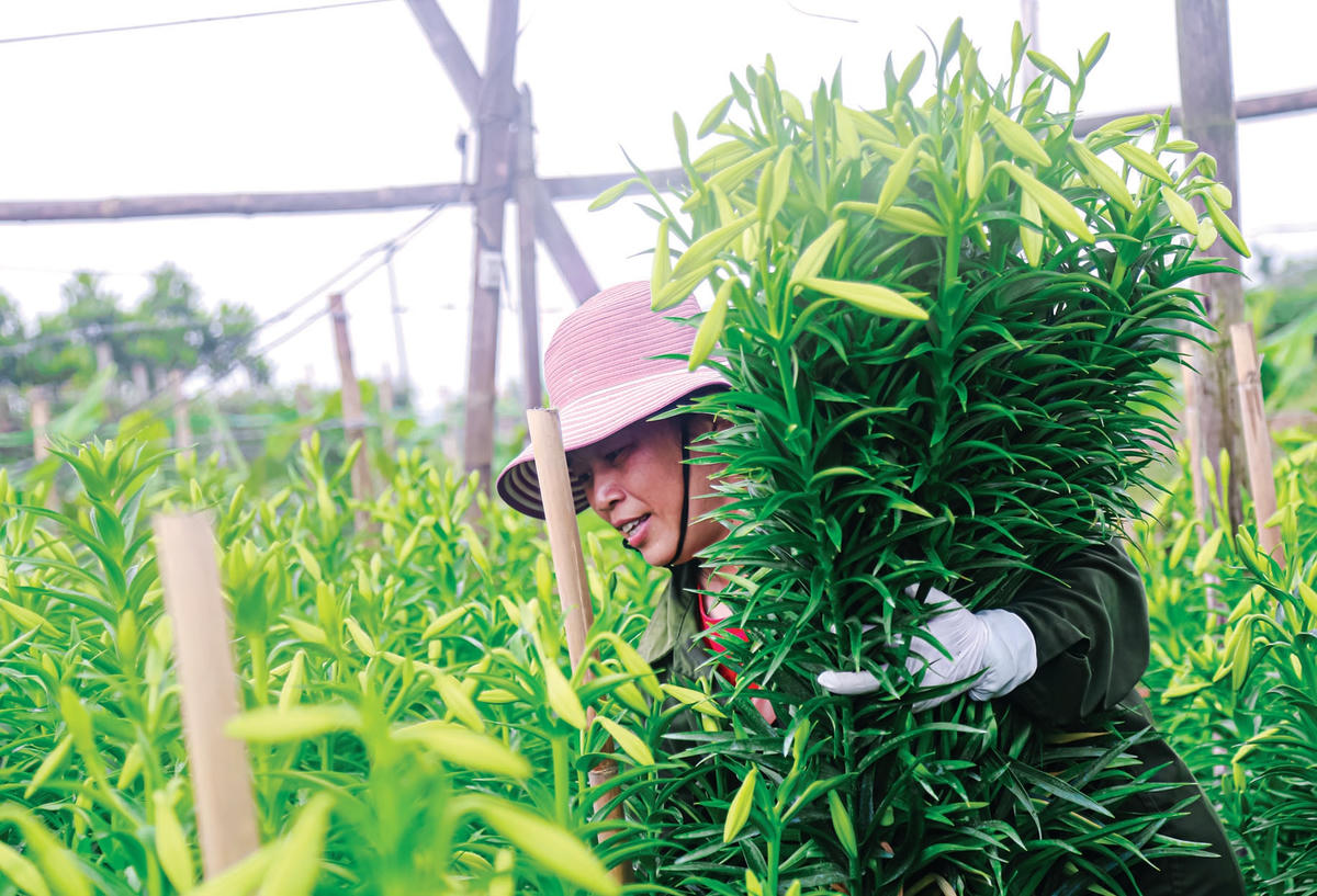 Hoa loa kèn thường được người dân thu hoạch vào các buổi sáng sớm, rồi chia thành từng bó nhỏ.