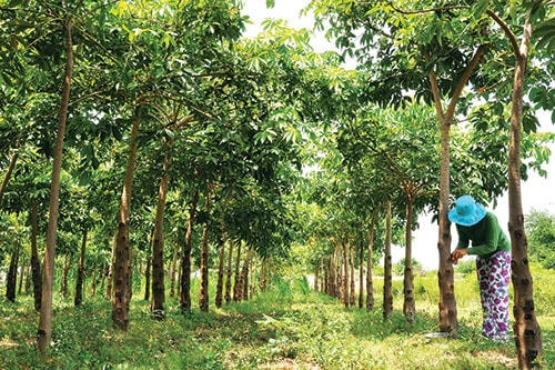 Cây trôm cho giá trị kinh tế.