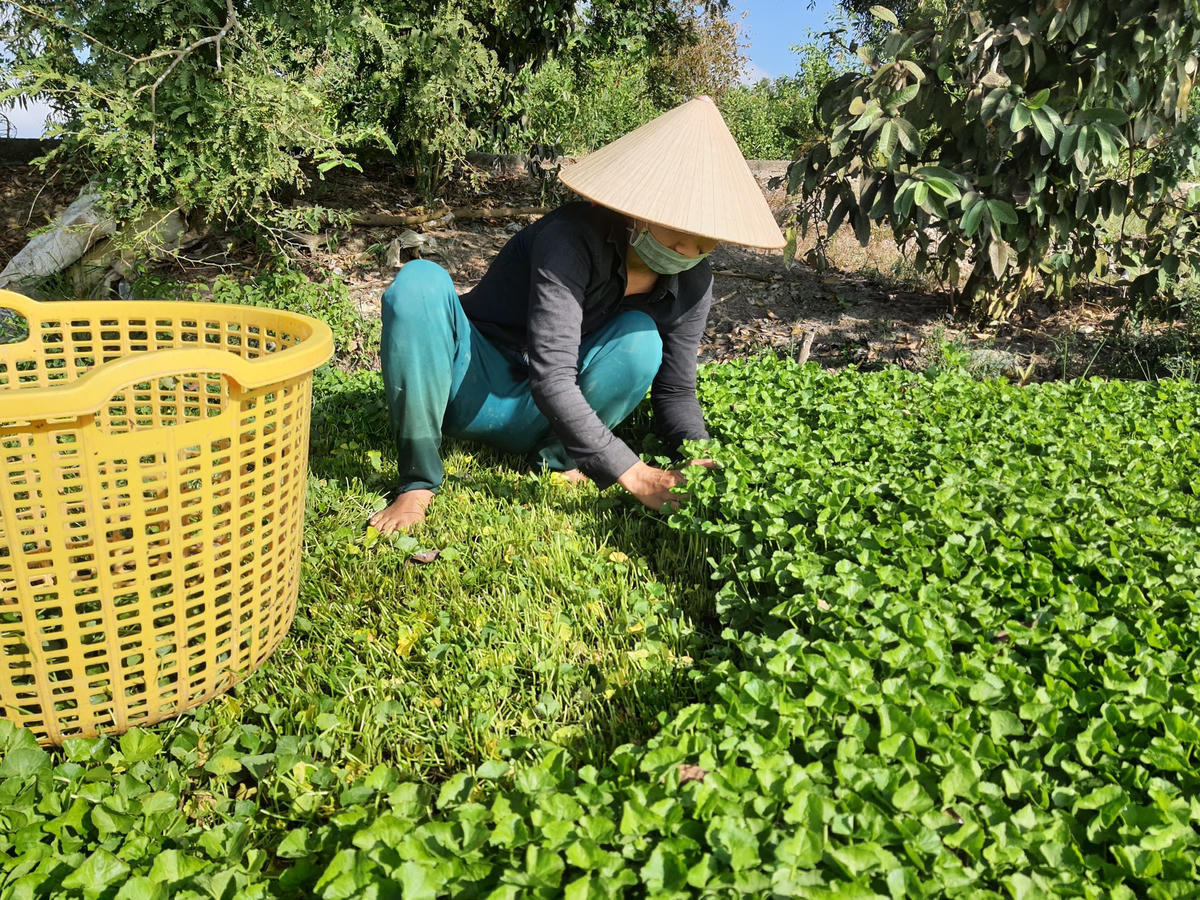  Nông dân xã Vĩnh Thanh tận dụng đất vườn tạp và đất trống quanh nhà để trồng rau má.