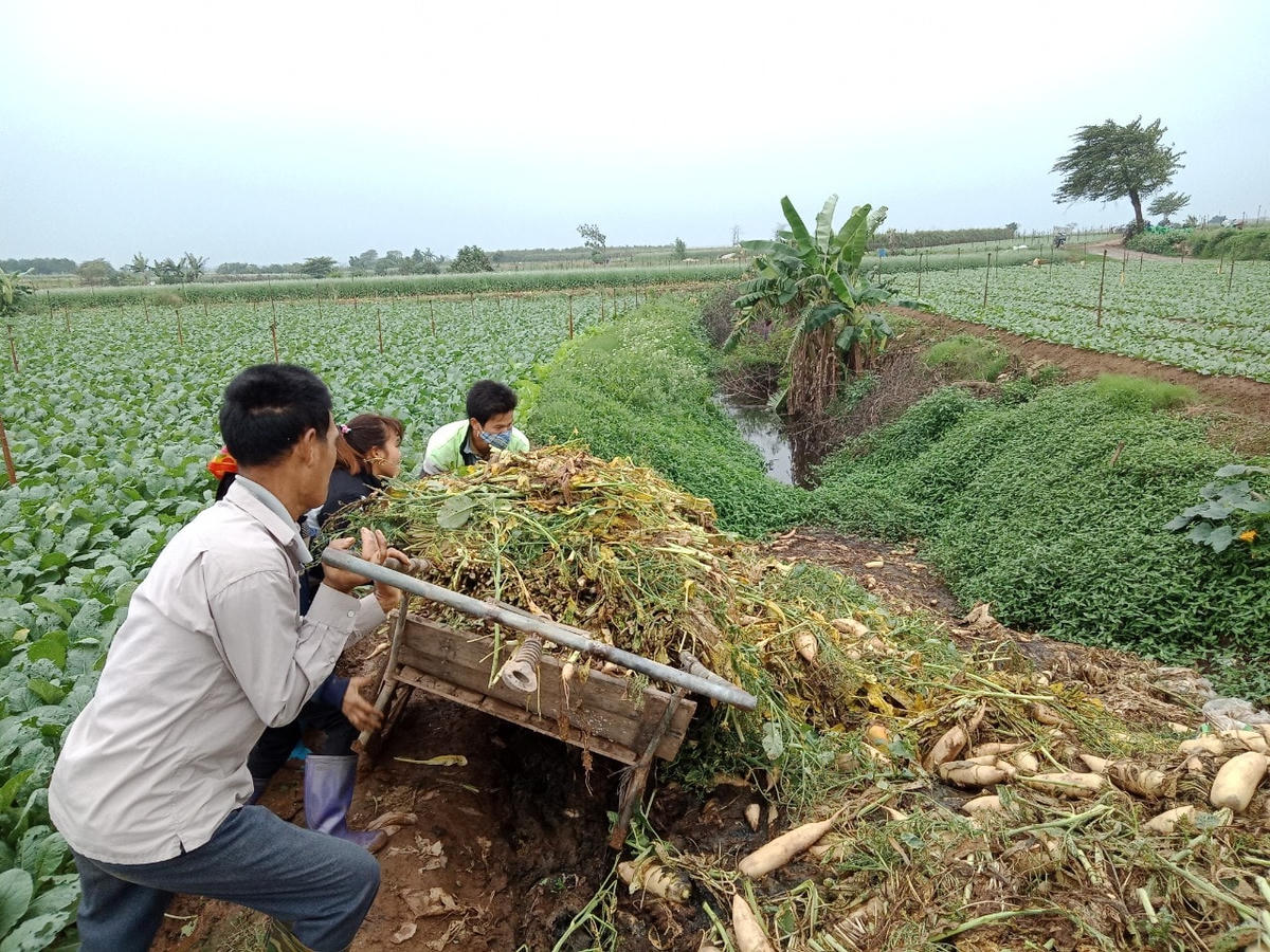 Người dân sử dụng mọi phương tiện để vận chuyển củ cải đi vứt bỏ.