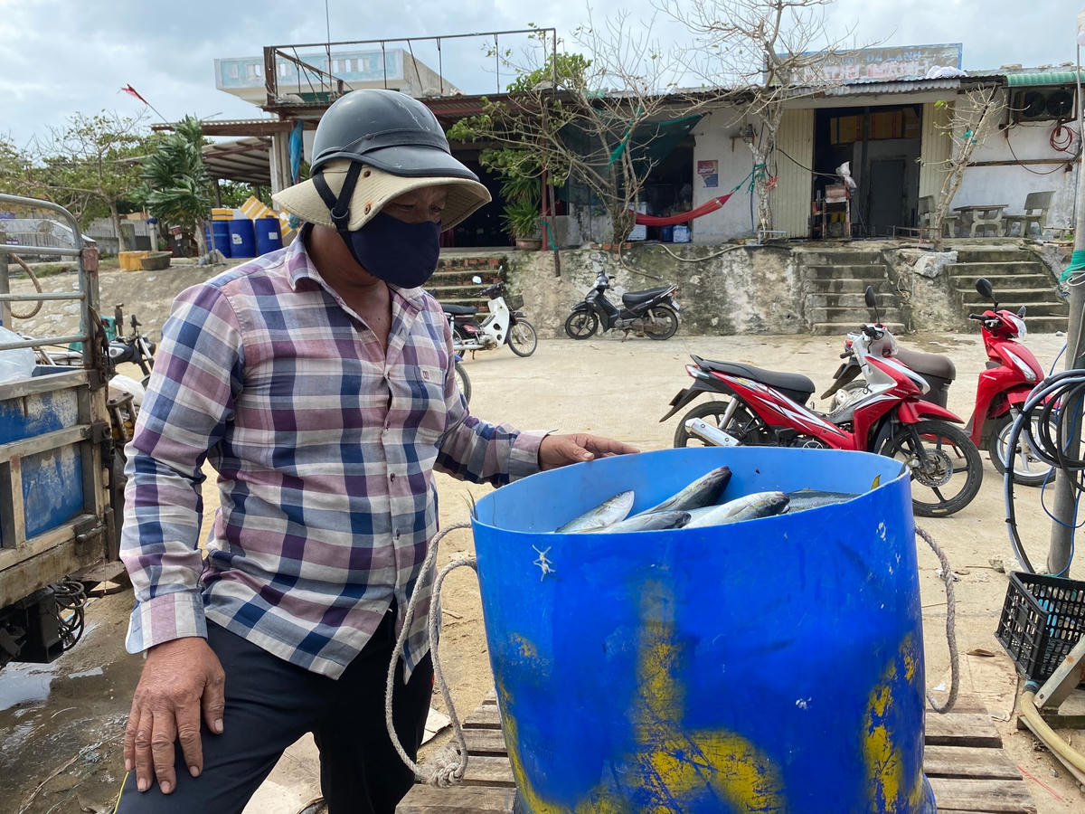 Ngư dân Lý Sơn bán cá cho thương lái sau khi đưa tàu về trú bão.