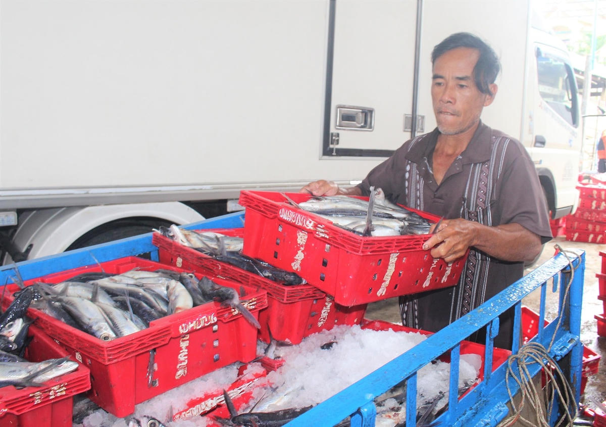 Nhân công chở cá chuồn đem bán cho các chợ.