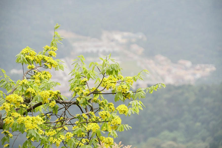 Ngắm mai vàng nơi non thiêng Yên Tử