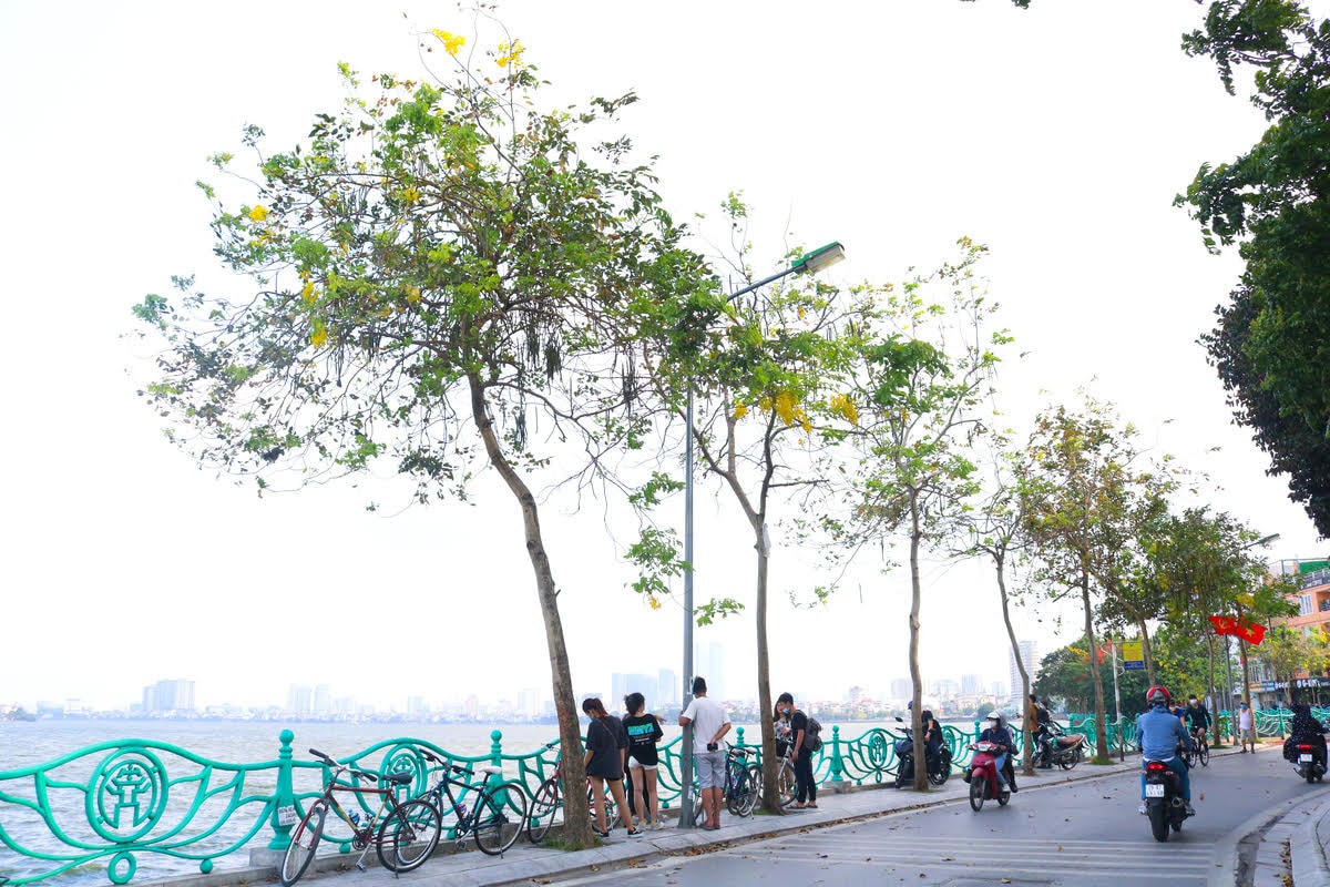 Năm nay, vì tình hình dịch bệnh nên đa số mọi người đều hạn chế đi ra ngoài. Tuy nhiên vẫn có nhiều bạn trẻ “vô tư” tụ tập tại Hồ Tây, thản nhiên bỏ khẩu trang và chụp ảnh checkin dưới tán hoa muồng hoàng yến.  Ảnh: Doãn Nhàn.