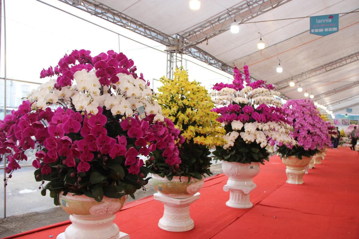 Còn mỗi chậu hoa lan hồ điệp Đà Lạt có mức giá giao động từ 5 - 250 triệu đồng tùy thuộc vào số lượng cành hoa trên chậu.
