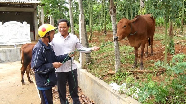 Từ năm 2017 đến nay MTTQ huyện Hướng Hóa đã hỗ trợ 39 mô hình bò giống cho người dân có hoàn cảnh khó khăn. Ảnh: K.H..
