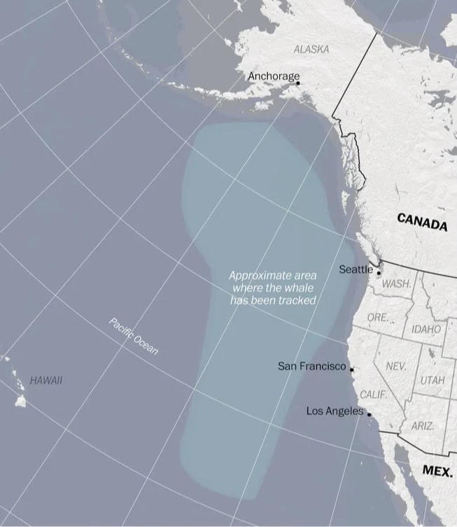 Khu vực rộng lớn màu xanh là nơi 52 Blue từng được dò thấy. Ảnh: The Guardian.