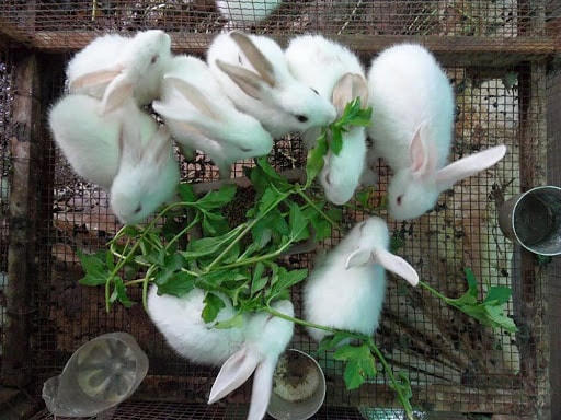 Thỏ là giống dễ nuôi, dễ thích nghi với môi trường sống.