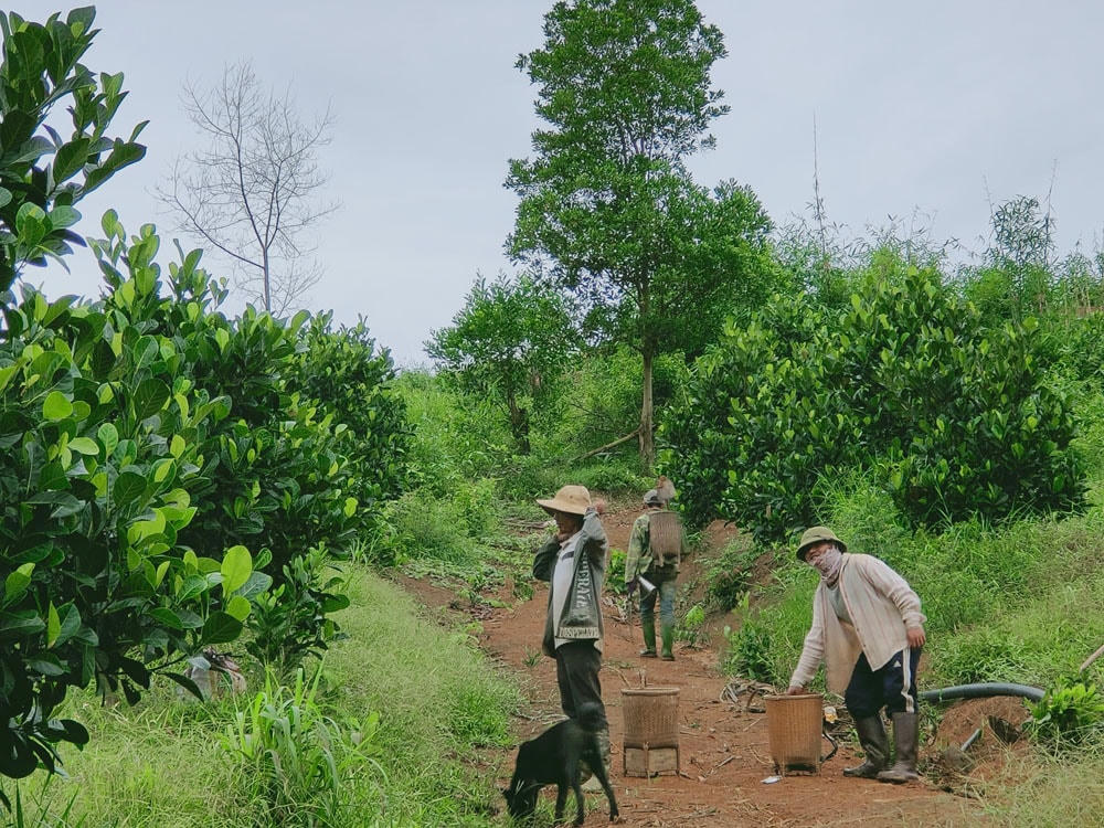 Trang trại do chị Yến và những người bạn thành lập đã tạo công ăn việc làm cho những người dân tộc Ê Đê.