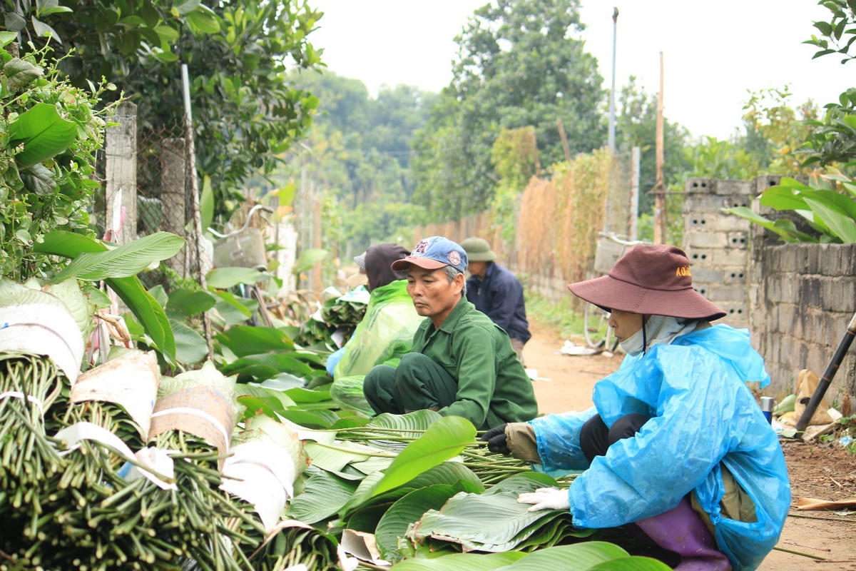 Người dân Tràng Cát hối hả thu hoạch lá dong phục vụ dịp Tết Nguyên đán.