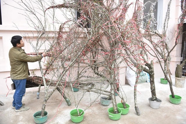 Trong vài năm gần đây, đào rừng được một số người quan tâm, chọn chơi vì mang vẻ đẹp khác lạ so với đào cành, đào thế truyền thống của vùng đồng bằng. Tuy nhiên, trào lưu này đã để lại hệ lụy xấu đến môi trường, cảnh quan, cần phải chấm dứt.  