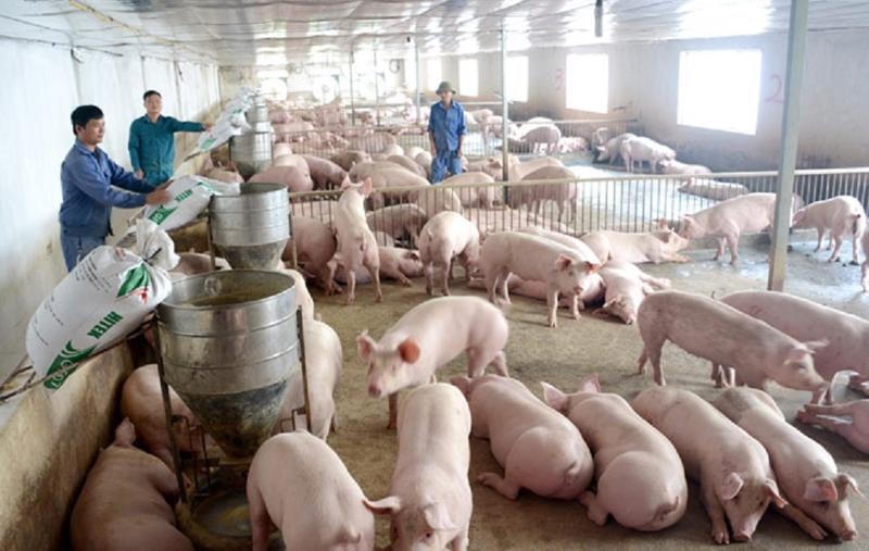 Người chăn nuôi khốn đốn vì giá thức ăn gia tăng.