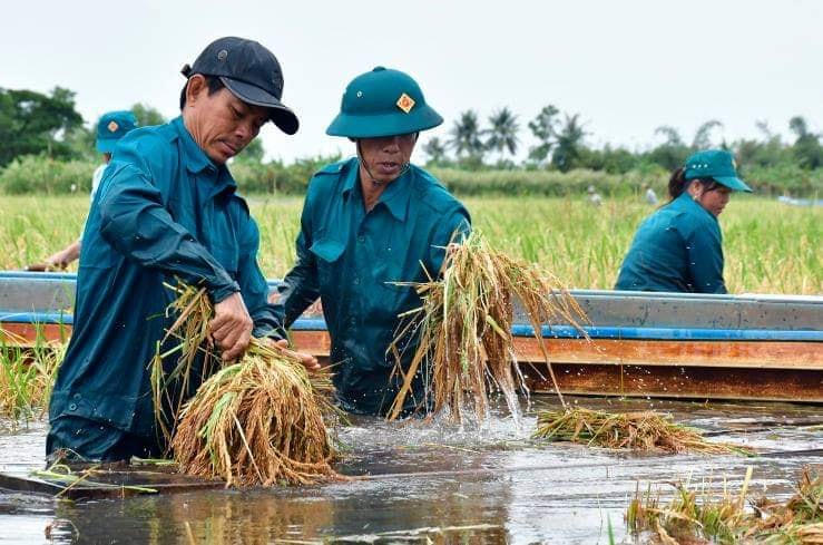 Ở Cà Mau triều cường dâng cao khiến nhiều diện tích lúa bị ngập nặng, lực lượng dân phòng hỗ trợ người dân thu hoạch lúa non.