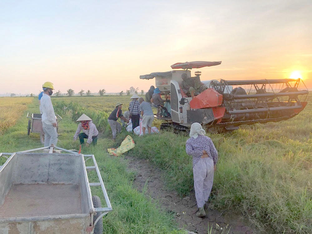 Cánh đồng lúa tại Kiến Xương, những người nông dân nơi đây đang nhanh tay thu hoạch, tiếng cười nói, tiếng máy gặt rộn ràng khắp đồng quê đang vào mùa.  