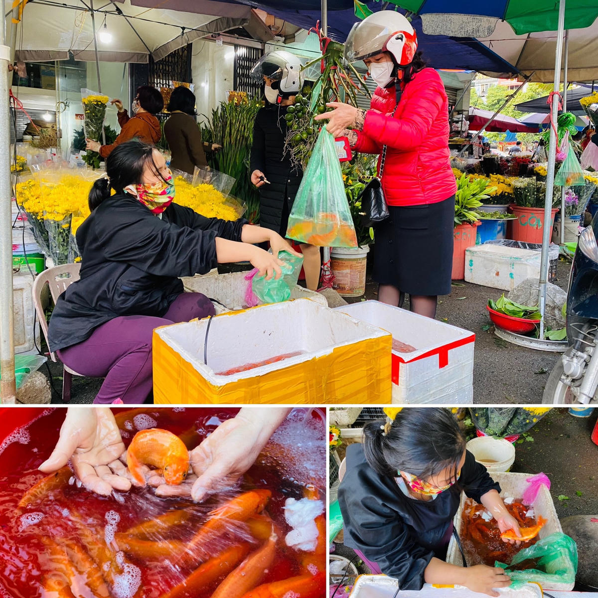 Hiện, giá cá chép vàng dao động 10.000 - 20.000 đồng/con (tùy size); nếu tính theo kg là 200.000 đồng/kg (size 30 - 40 con).