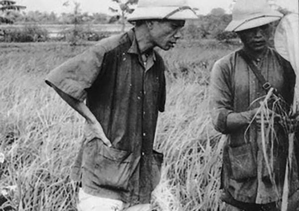 Bí thư Tỉnh ủy Vĩnh Phú Kim Ngọc (bên trái) thăm ruộng.