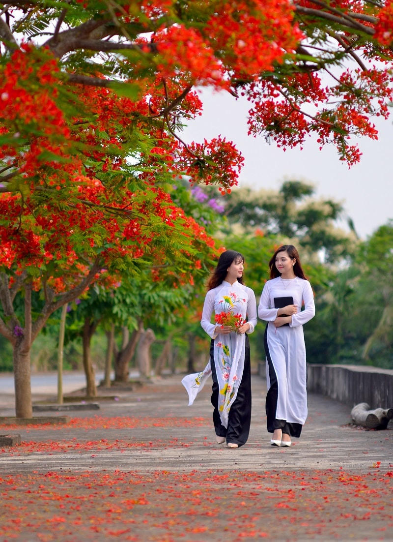 Mùa hoa học trò.