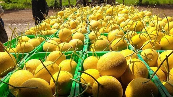 Trái cây, rau củ và thủy sản được người dân quan tâm đặt hàng.