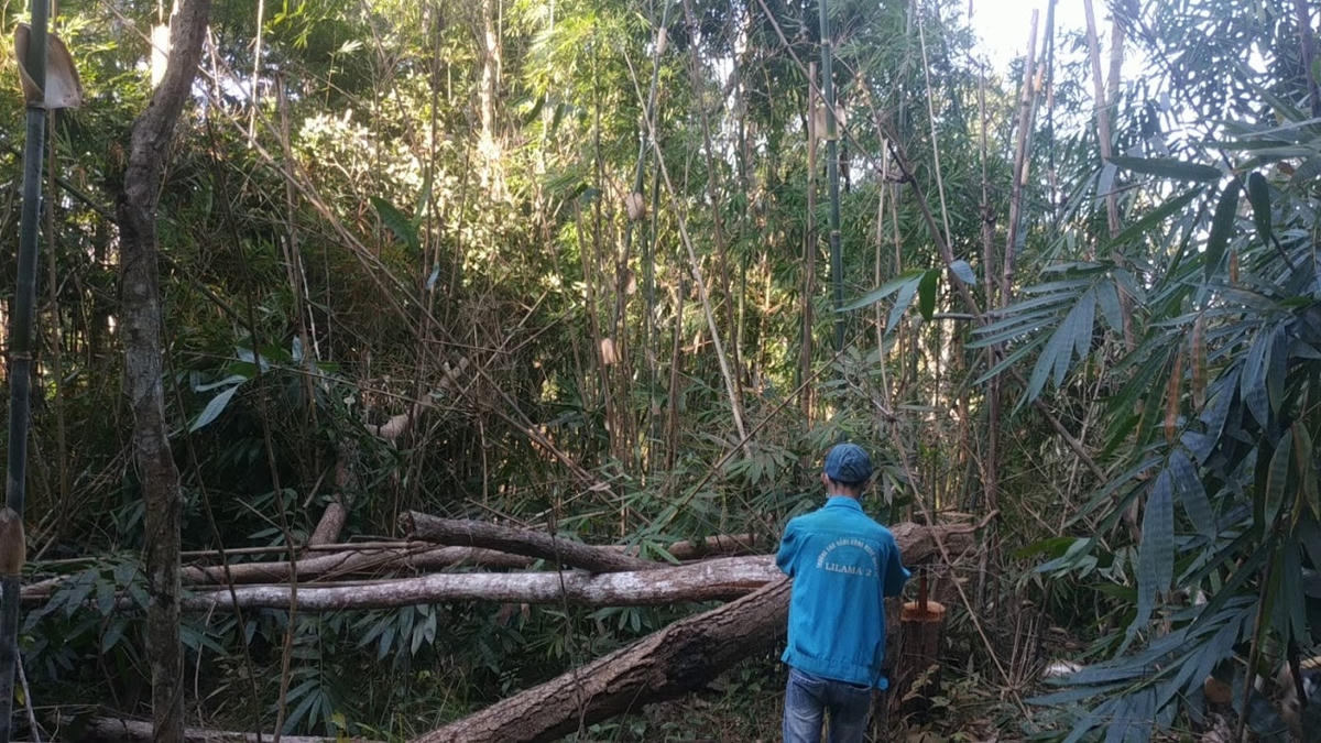 “Khu vực rừng bị tàn phá nằm sâu bên trong và giáp ranh với tỉnh Gia Lai nên việc các đối tượng xấu ra tay rất khó bị phát hiện. Không những thế để đi vào được khu vực này cũng mất rất nhiều thời gian, quá trình di chuyển rất khó nhưng không hiểu sao lâm tặc lại ngang nhiên phá rừng đến thế”, một người dân cho hay.