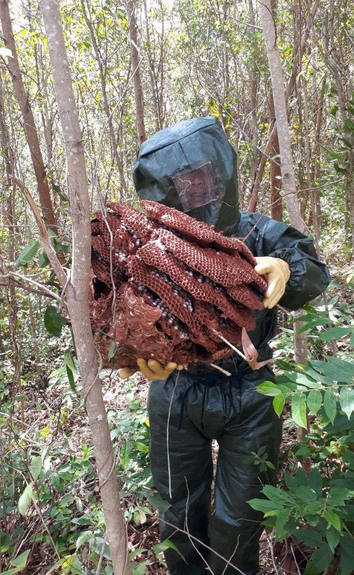 Nuôi ong ‘tử thần’