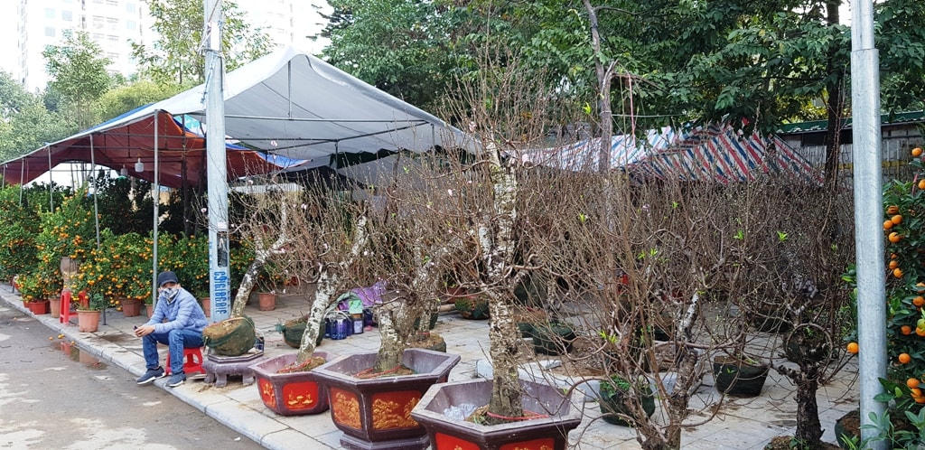 Nhiều lô đào đã bung nở trong nắng ấm khiến tiểu thương “méo mặt”.