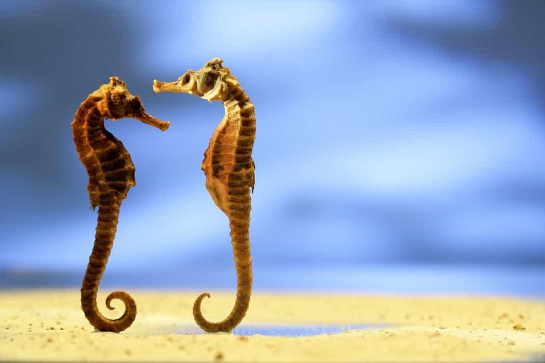 [ẢNH] Những hành vi kỳ lạ nhất trong vương quốc động vật