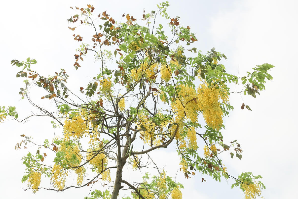 [ẢNH] Muồng hoàng yến nhuốm sắc vàng cả góc phố Hà Nội giữa mùa dịch