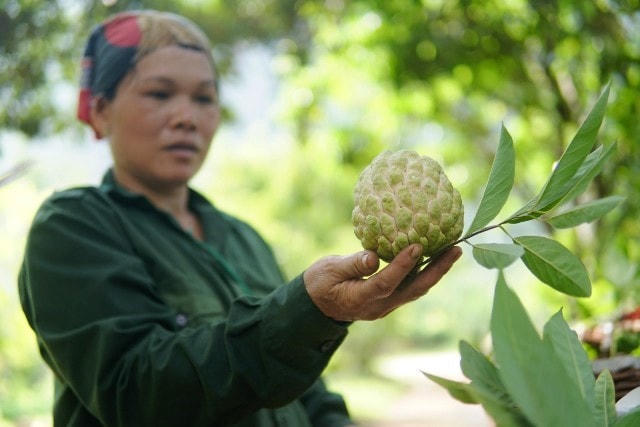 Na Chi Lăng là thương hiệu đã được khẳng định trên thị thường, đem lại nguồn kinh tế ổn định cho bà con, tuy nhiên năm nay do ảnh hưởng của dịch Covid-19 việc vận chuyển và tiêu thụ na gặp rất nhiều khó khăn.