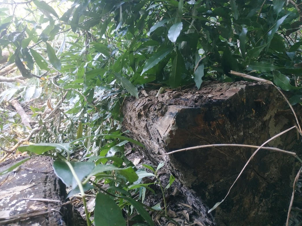 “Hai điểm vừa bị tàn phá do địa hình phức tạp, nằm ở vị trí xa và giáp ranh khu vực Gia Lai quá trình di chuyển, tuần tra cũng gặp rất nhiều khó khăn nên đã xảy ra vụ việc rừng bị phá. Sau khi phát hiện vụ việc, chúng tôi đã báo lên Hạt kiểm lâm huyện Ea Hleo để có phương hướng xử lí”, ông Hùng nói.